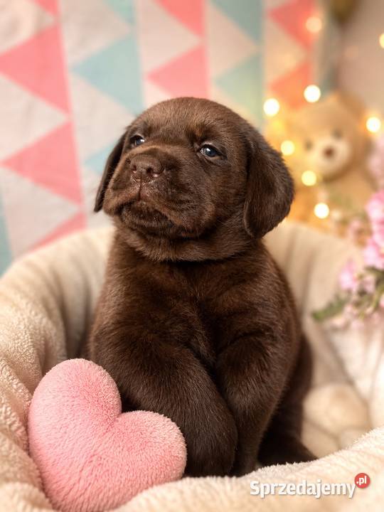 Labrador Retriever piesek Wspaniałej budowy ojcu Kraków