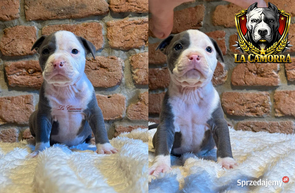 American Staffordshire Terrier Blue Samiec Amstaff Paczków