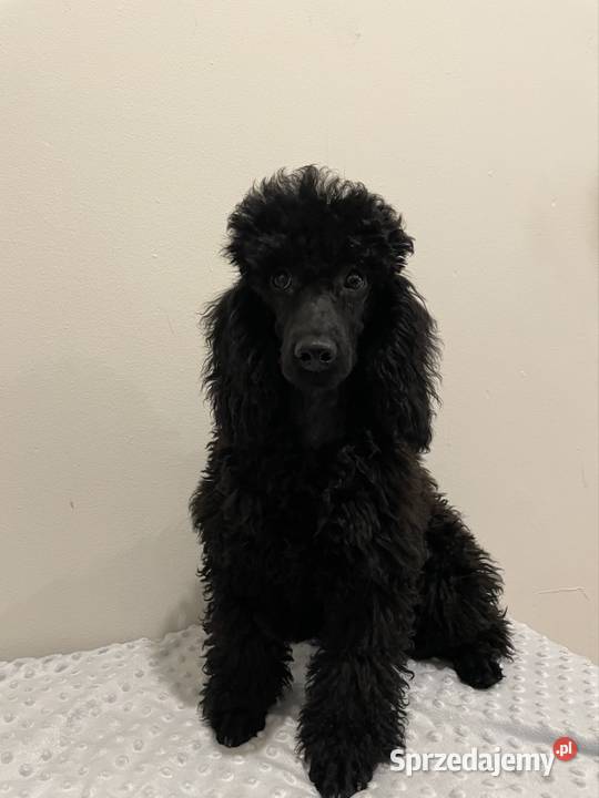 Pudel miniaturowy piesek