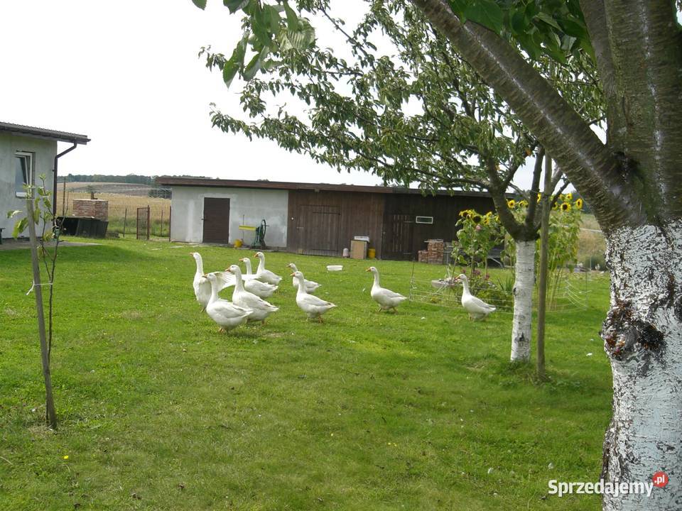 małe gospodarstwo rolne Pozostałe