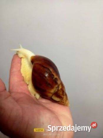 Sprzedam ślimaki afrykańskie duże Achatina Kętrzyn
