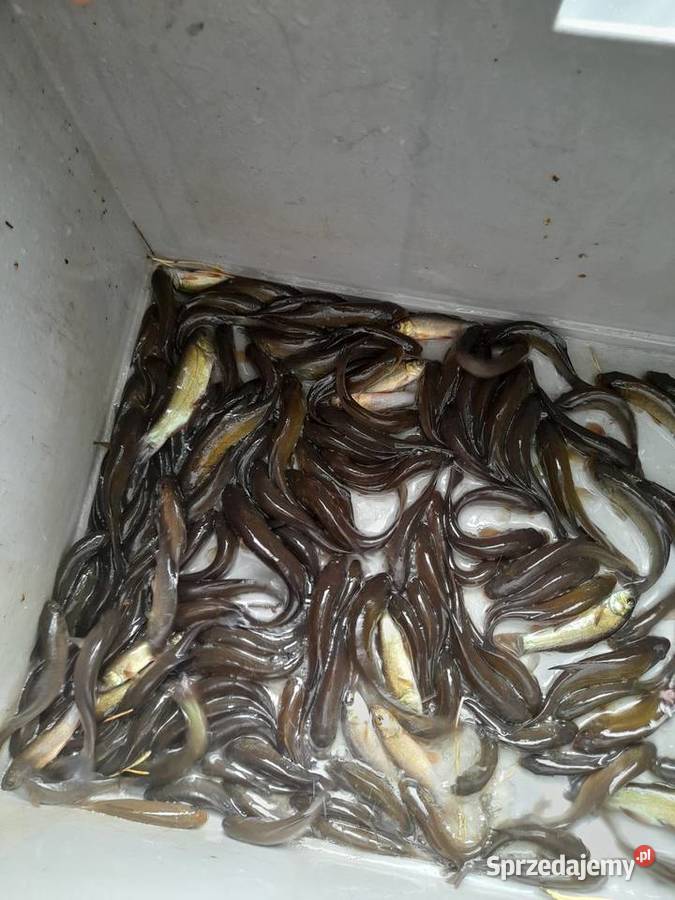 Ryby narybek Lina Karpia Karasia kolorowy Amura Konin sprzedam