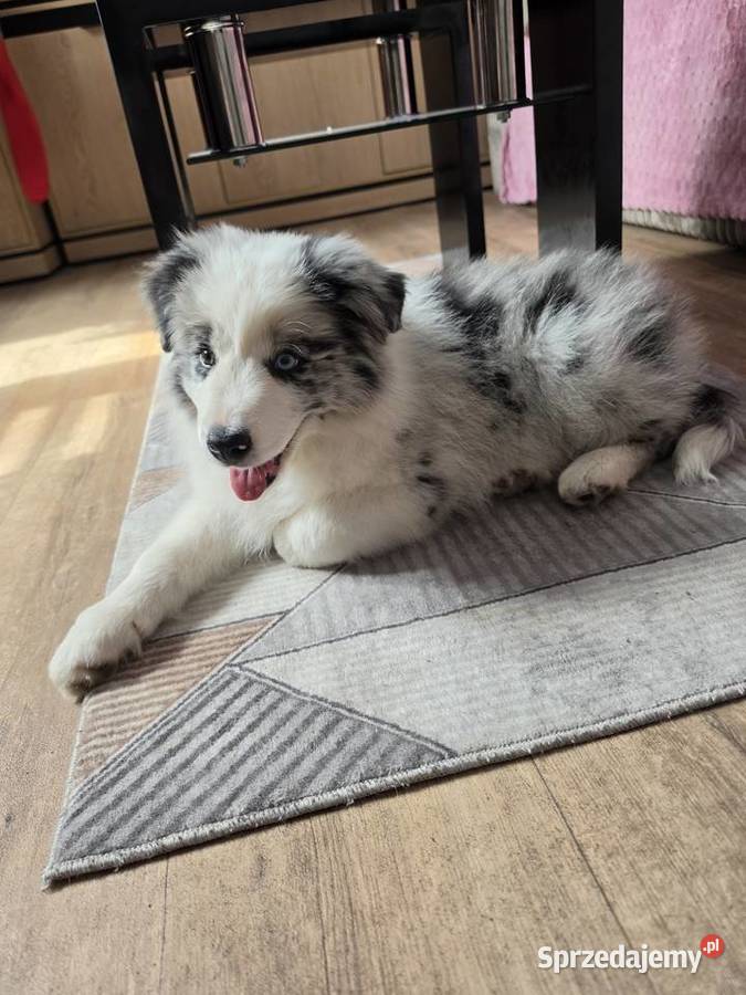 Piesek rasy border collie blue merle Kutno sprzedam