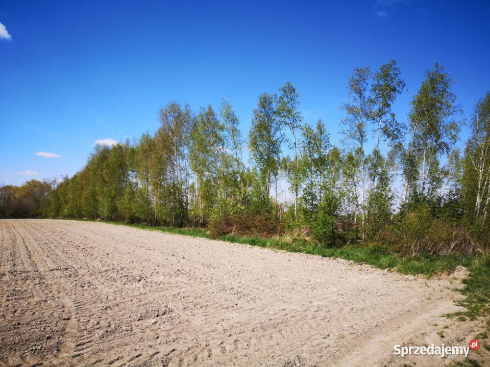Działki 1083m2 do 1697m2 na Kujawach niedaleko Rzeżewo-Morzyce