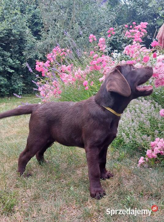 Labrador czekoladowy szczenię Zwierzęta Bogumiłowice sprzedam