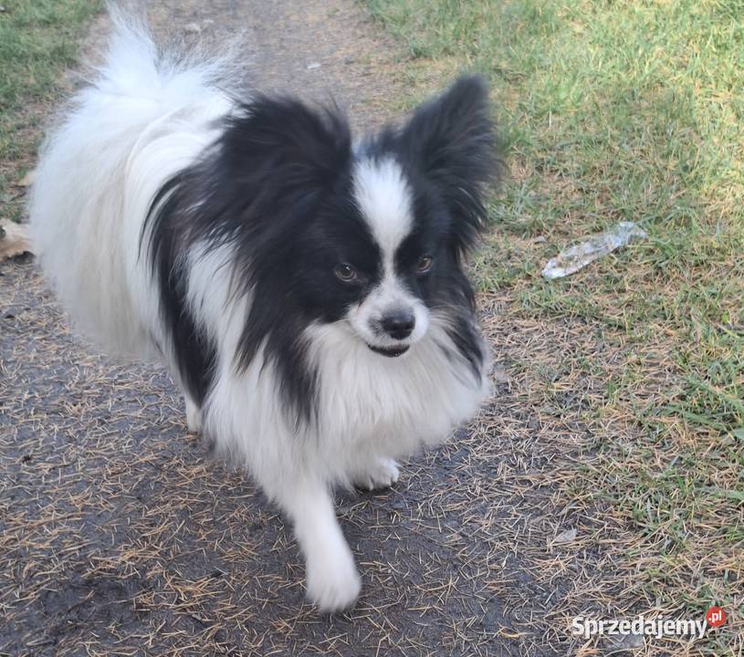 Spaniel kontynentalnyPapilon Pozostałe Łask