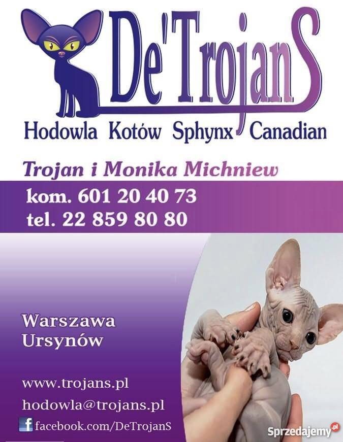 SPHYNX CANADIAN Sfinks Kanada Warszawa Sosnowiec Sfinks