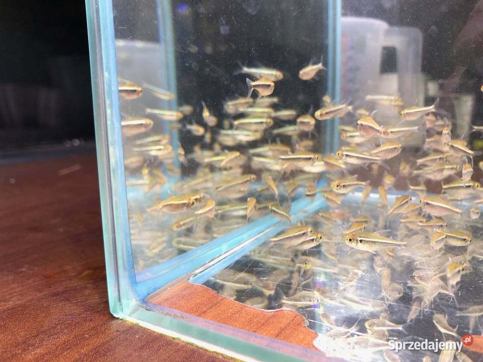 Neon czarny Neonki czarne łódzkie Justynów sprzedam