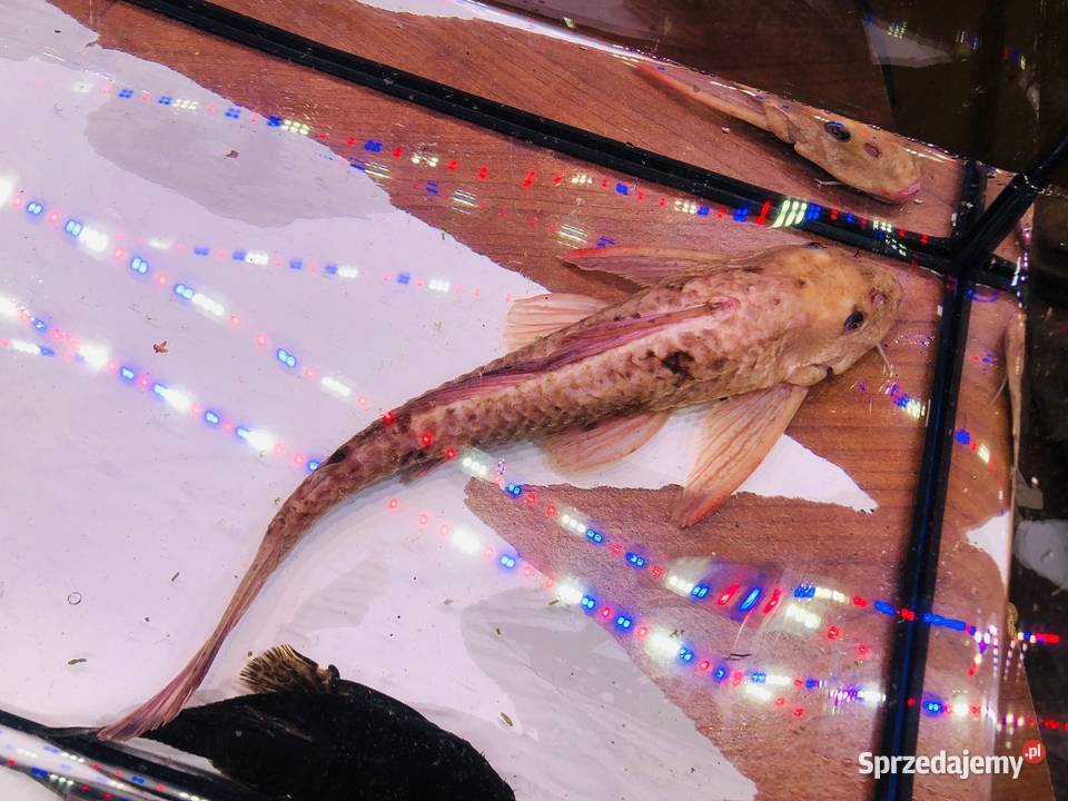 Glonojad Zbrojnik Albinos 30