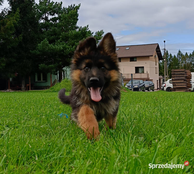 Owczarek niemiecki długowłosy SZCZENIĘTA FCI Kozy