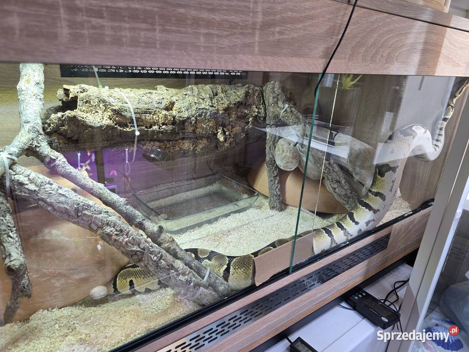 Pyton królewski terrarium dokumenty Gady i płazy