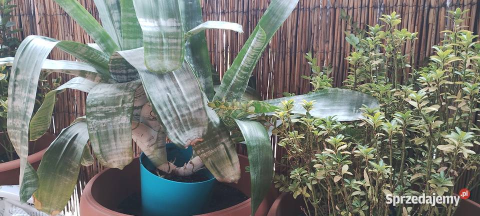 Kwiat ECHMEA wstęgowata Aechmea fasciata Leszno