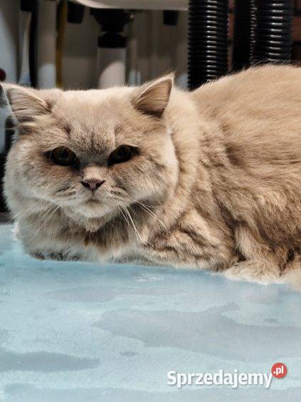 Kotka brytyjska długowłosa rodowód Dys