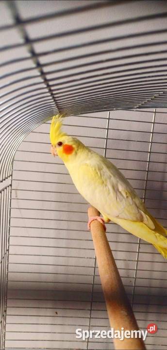 Parka nimf lęgowych młode Grudziądz