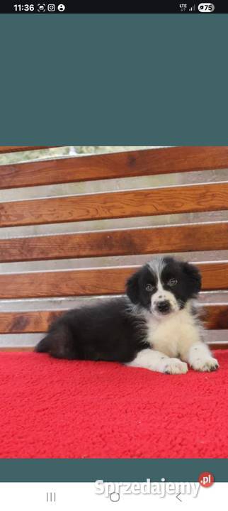 Border collie czarnobiały Radwan