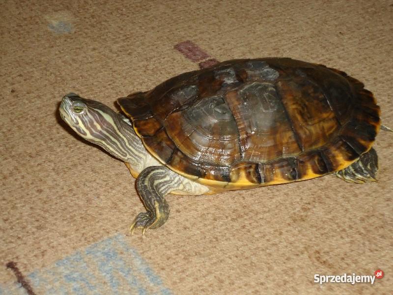 ŻÓŁW wodnolądowy 21 świętokrzyskie Kielce