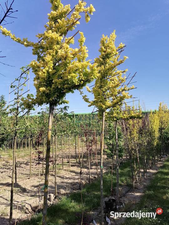 drzewa liściaste nasadzenia zastępcze solitery łódzkie