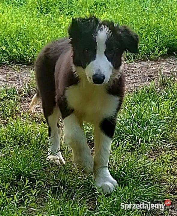 Piękny piesek border collie 5 miesięczny Łódź sprzedam