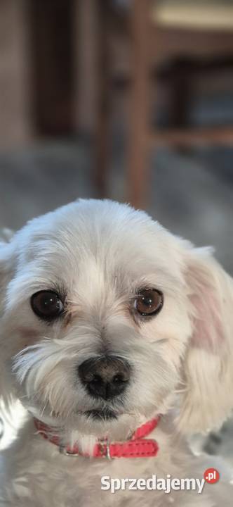 Maltańczyk reproduktor