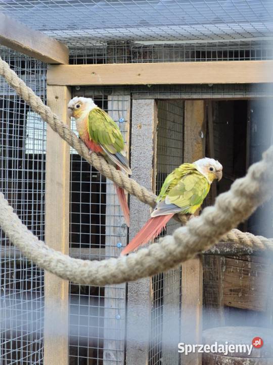 Papugi Rudosterki małopolskie Zator