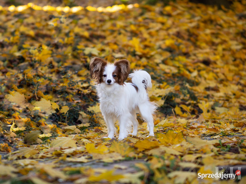 Papillon piesek ZKwP FCI Championach Rzeszów