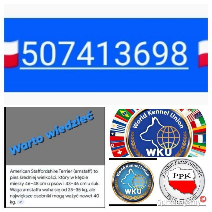 Amstaff American staffordshire terrier Amstaff Strzelniki