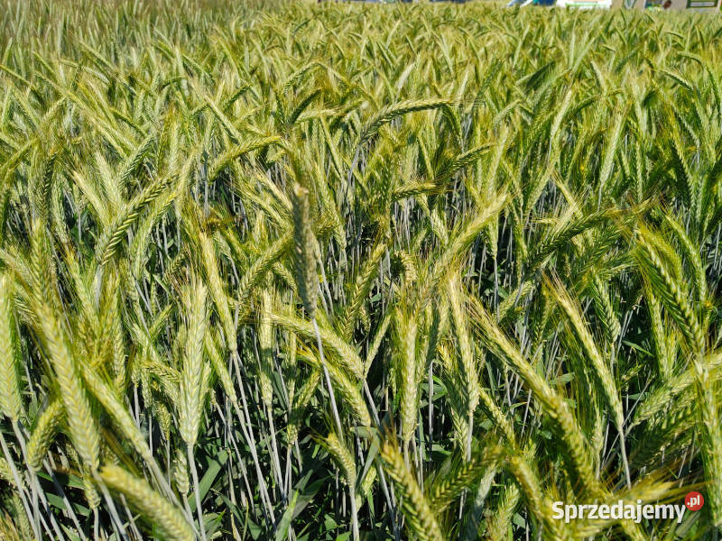 Pszenżyto ozime Mondeo materiał siewny wielkopolskie Piła sprzedam