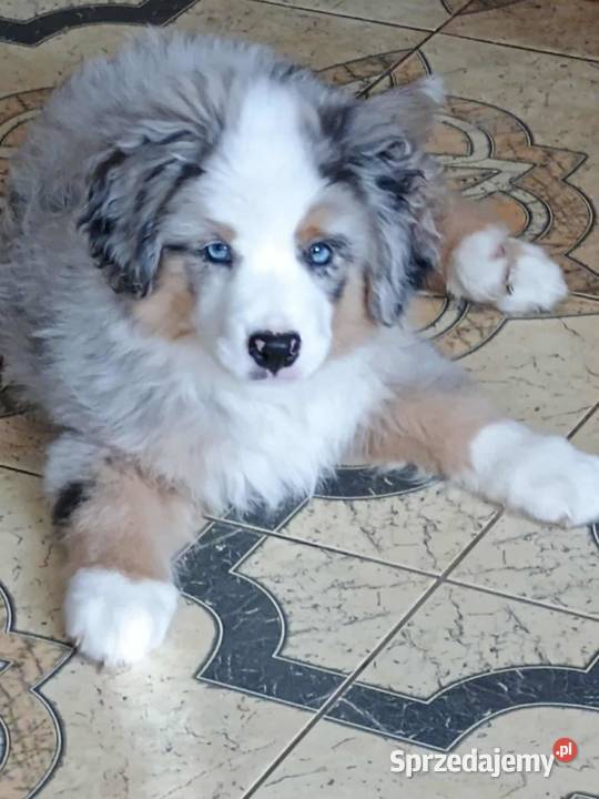 Miniaturowy owczarek amerykański