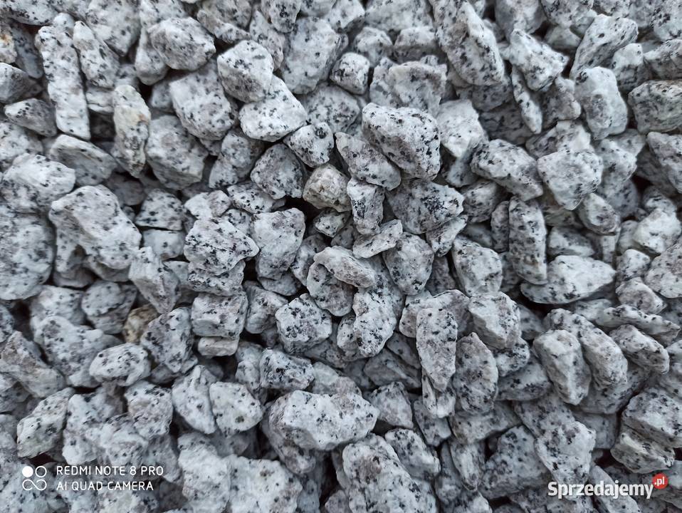 Grys Granitowy Dalmatyńczyk szary w kropki Biała Łódź