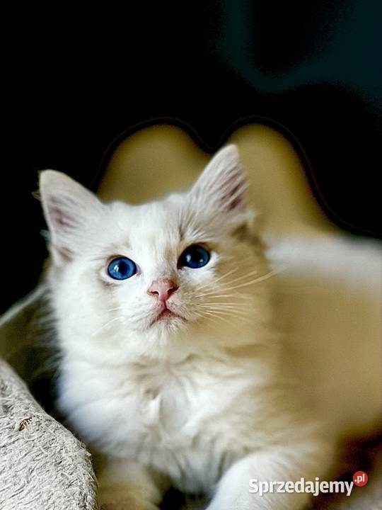 Kocurek Ragdoll DRACO śląskie Częstochowa