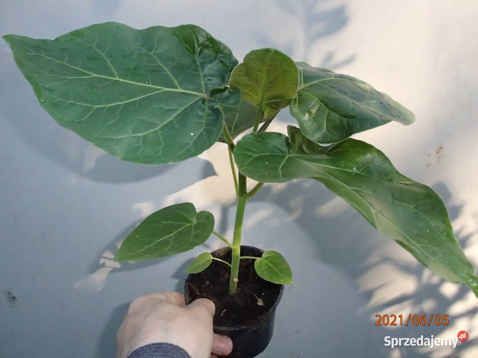 Pomidor drzewiasty wieloletni Tamarillo w Szczawin