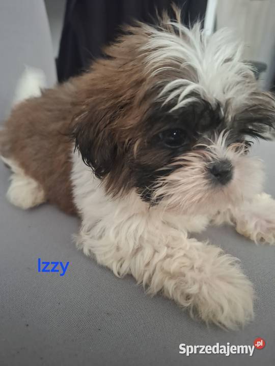 Shih tzu szczenięta 4 pokoleniowy rodowód