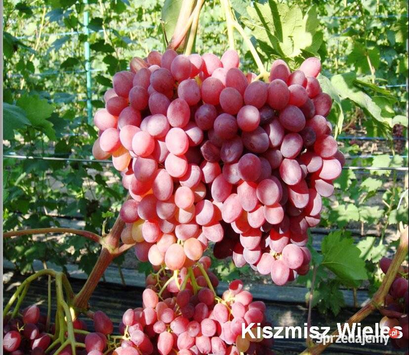Elitarne winorośle z Ukrainy Warszawa