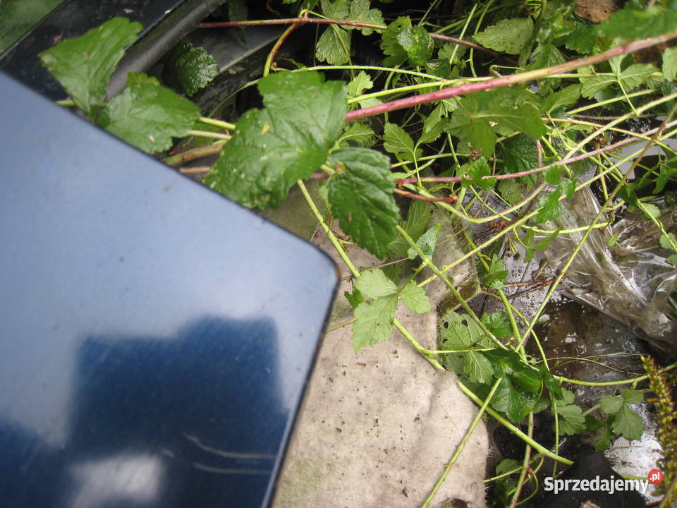 Drzwi prawe lewe przód tył Volvo v70 s70 41726 Kraków sprzedam