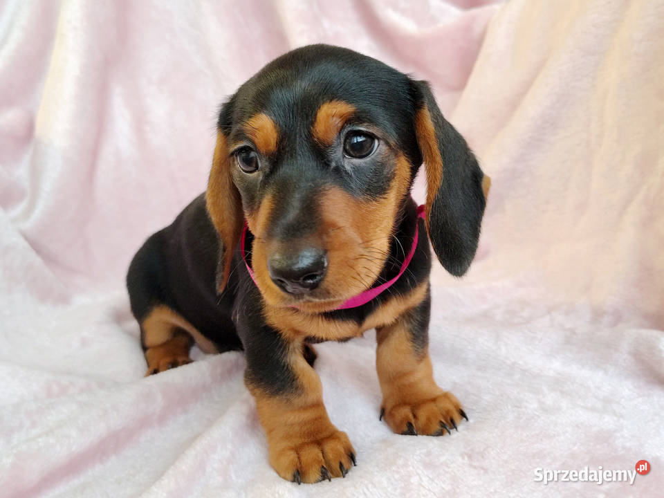 SUCZKA Jamnik krótkowłosy Czarna podpalana