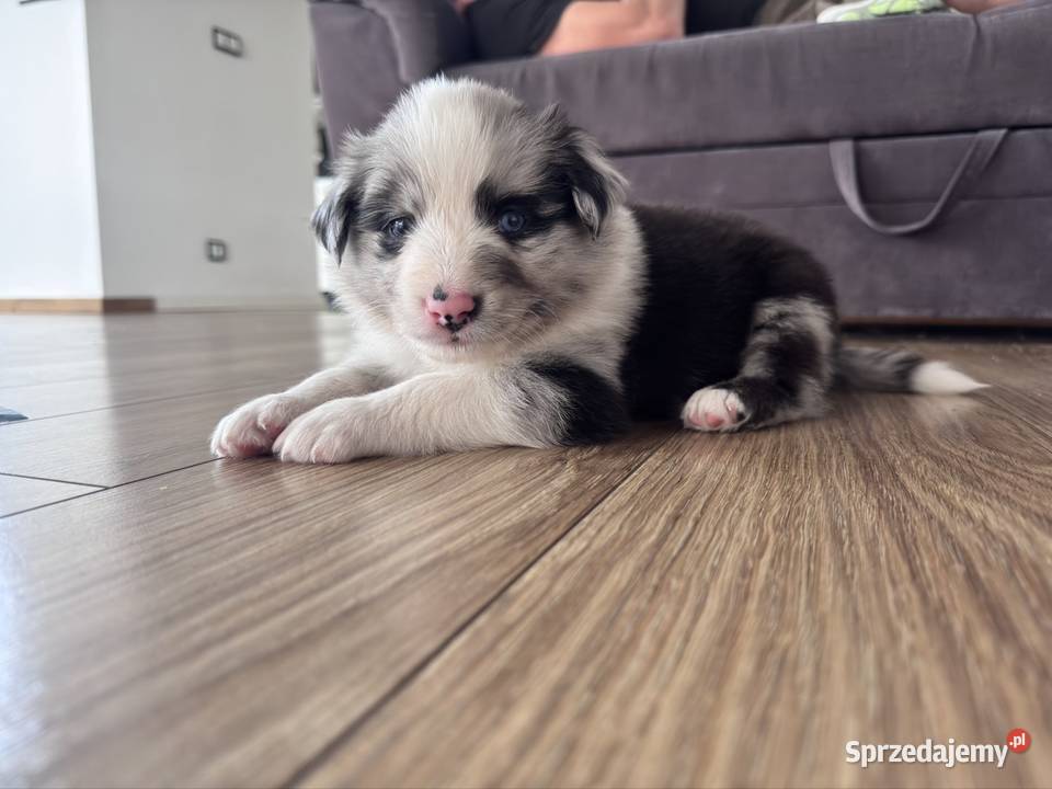 Piesek Border collie blue merle lubelskie Kamień