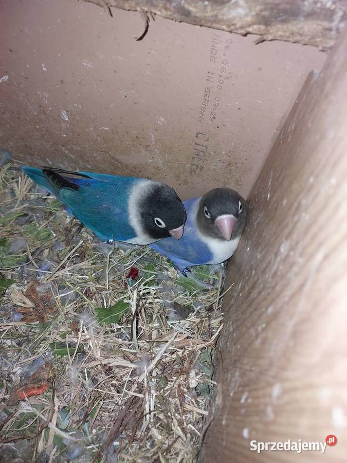 Sprzedam papugi nierozłączki