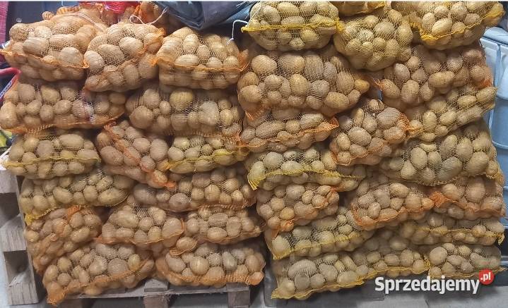 Ziemniaki soraya Słomniki sprzedam