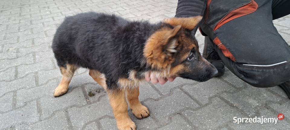 Szeniaki owczarek niemiecki Zębowice