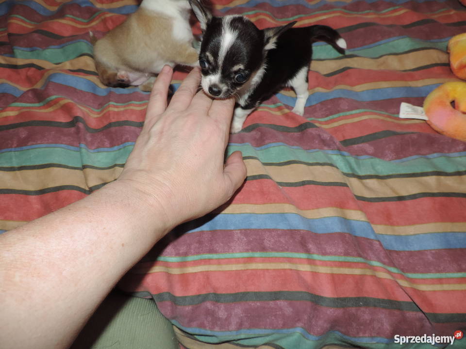 Chihuahua Exclusiv XXS piękne słodziaki Kołobrzeg