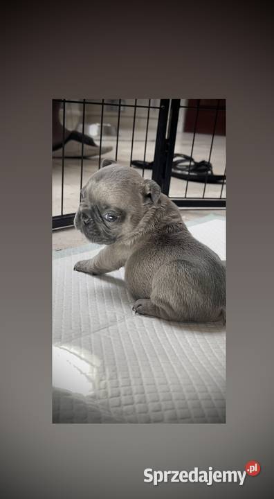 SREBRNE SZARE szczeniaki Buldog Francuski Słupsk