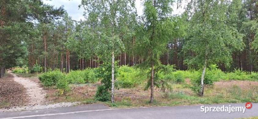 Duża działka budowlana z własnym lasem Osiek 7577m2 kujawsko-pomorskie