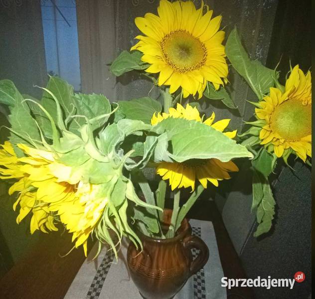 Słonecznik Przeworsk