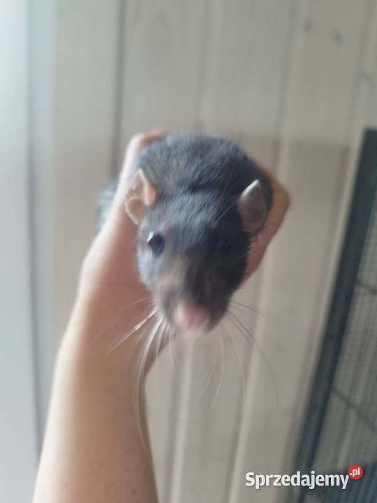 duża klatka i 3 samiczki szczura Żory