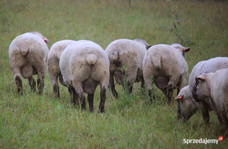 sprzedam barany miesne z rodowodem Cieszyn
