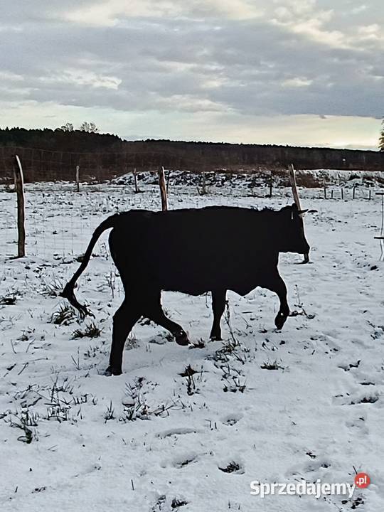 Jałówka mięsna lm 20 miesiecy Wijewo sprzedam