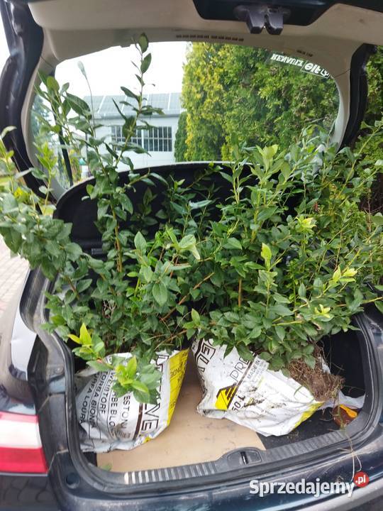 sprzedam krzewy borowki amerykanskiej łódzkie