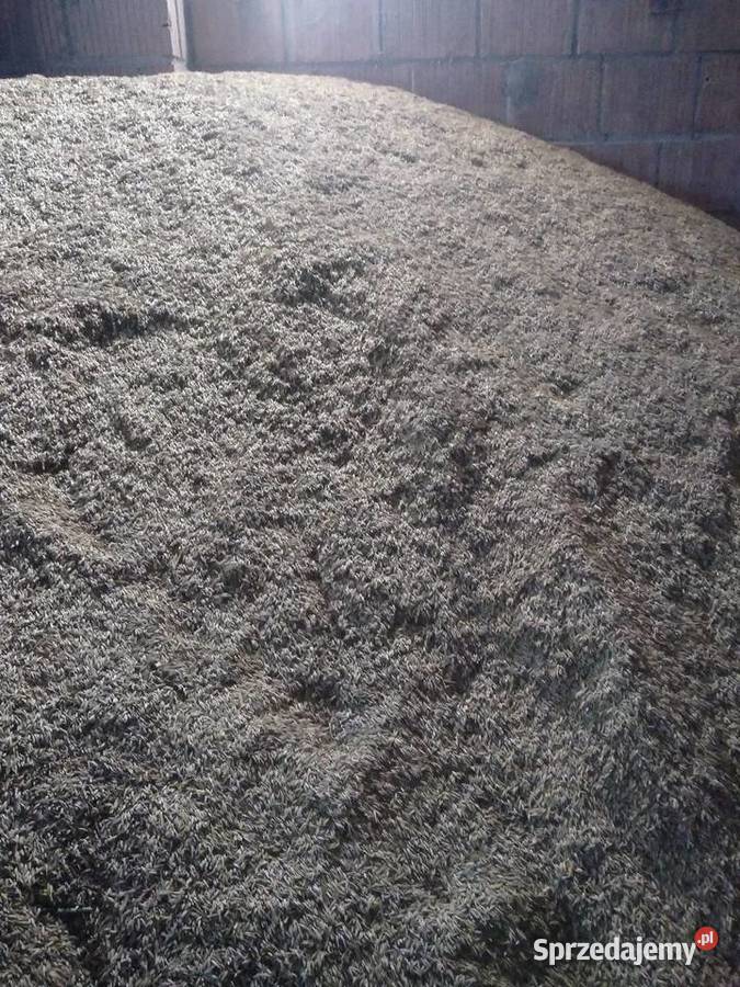 owies na sprzedaż Biszcza