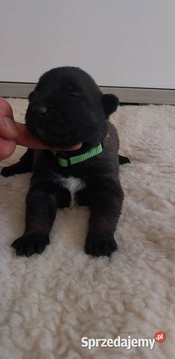 Rezerwacja pieska owczarka belgijskiego Malinois Wójtostwo