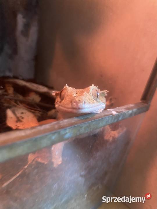 gekon orzęsiony odmiany dalmatian z terrarium Kraków sprzedam